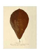 Herbarium X - HJART0334 - UF - 11x14