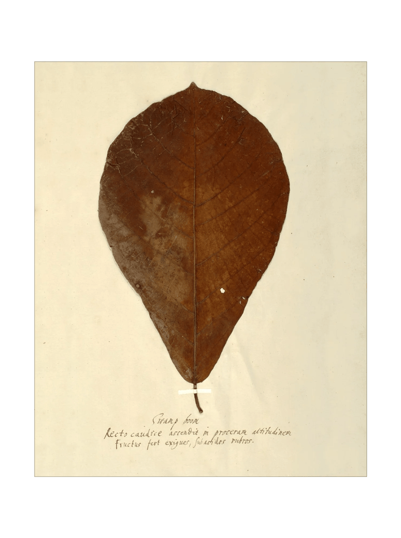 Herbarium X - HJART0334 - UF - 11x14