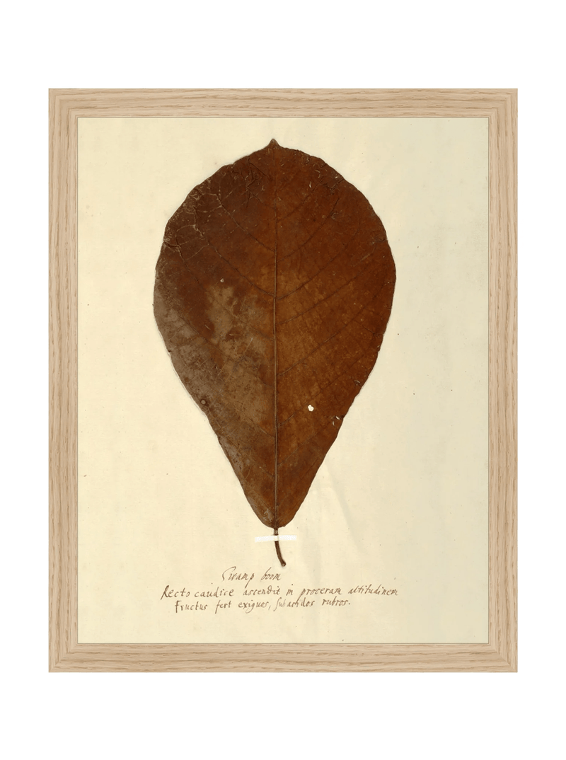 Herbarium X - HJART0334 - OAK - 11x14