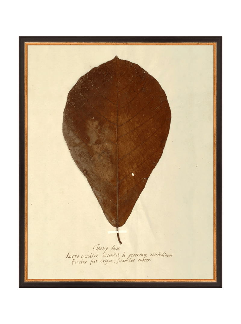 Herbarium X - HJART0334 - BKG - 16x20