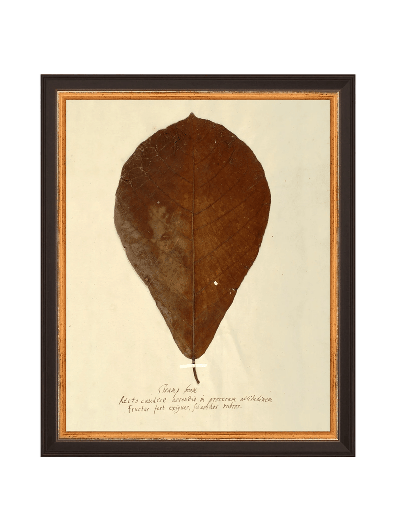 Herbarium X - HJART0334 - BKG - 8x10