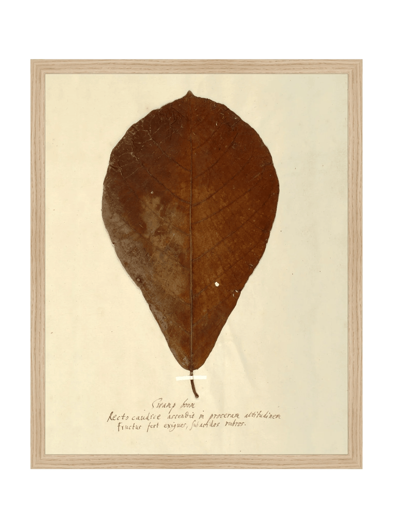 Herbarium X - HJART0334 - OAK - 16x20