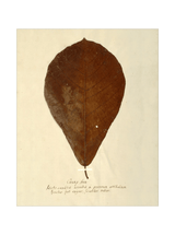 Herbarium X - HJART0334 - UF - 11x14