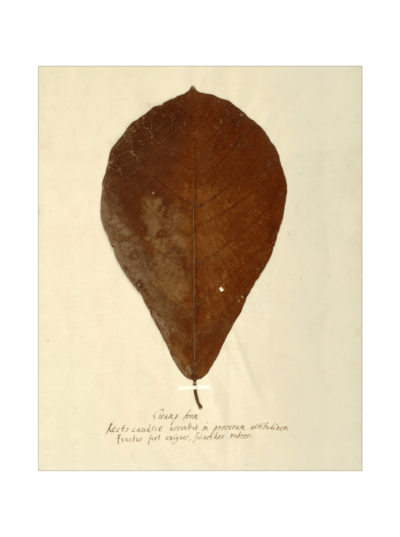 Herbarium X - HJART0334 - UF - 11x14