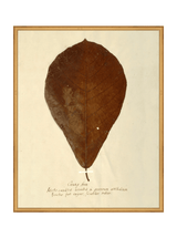 Herbarium X - HJART0334 - GLD - 24x30