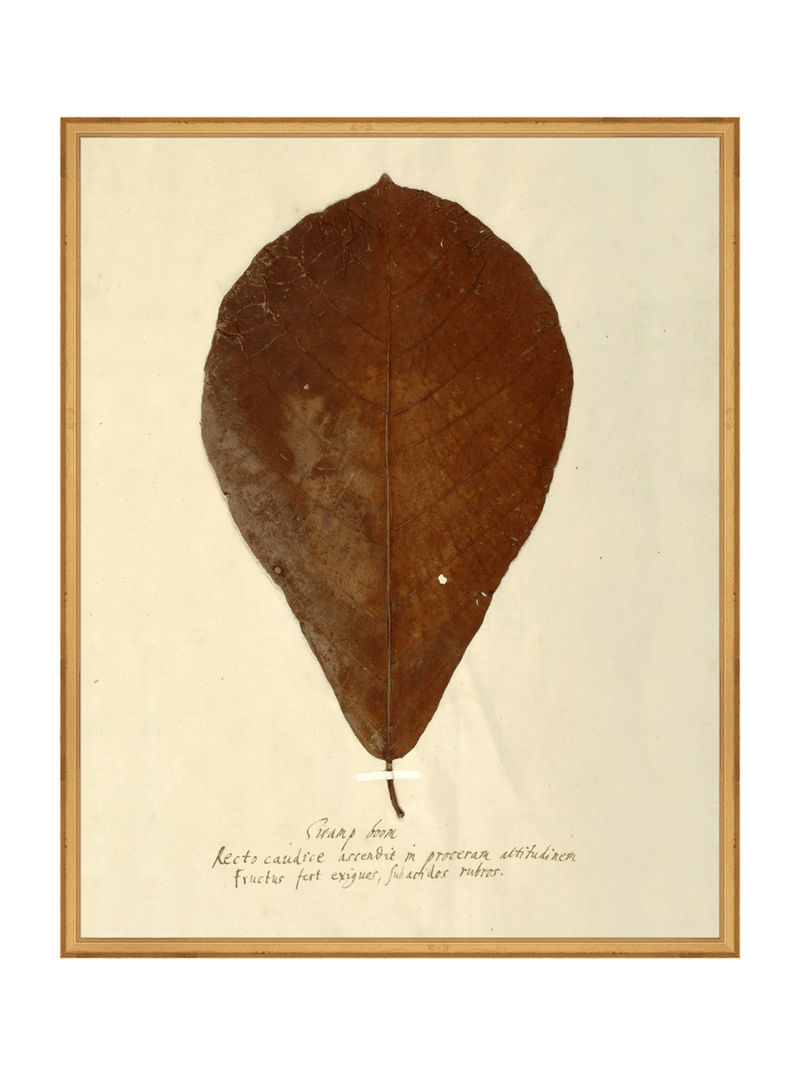 Herbarium X - HJART0334 - GLD - 24x30