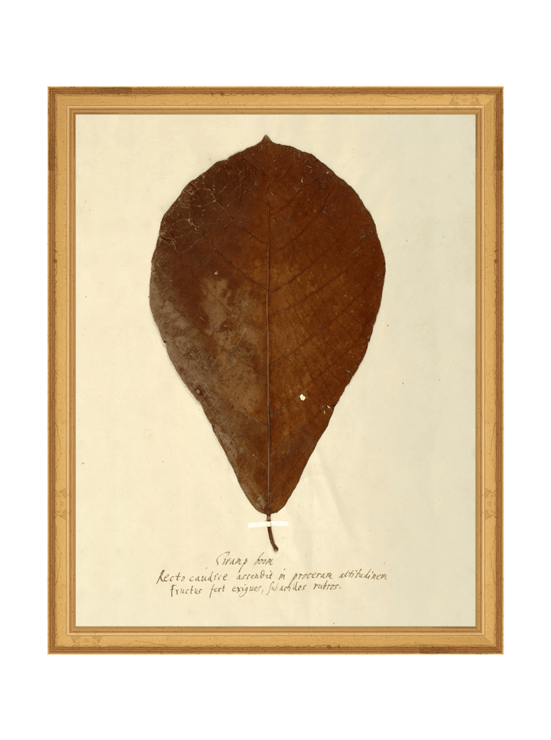 Herbarium X - HJART0334 - GLD - 11x14