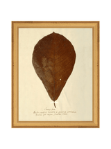 Herbarium X - HJART0334 - GLD - 8x10