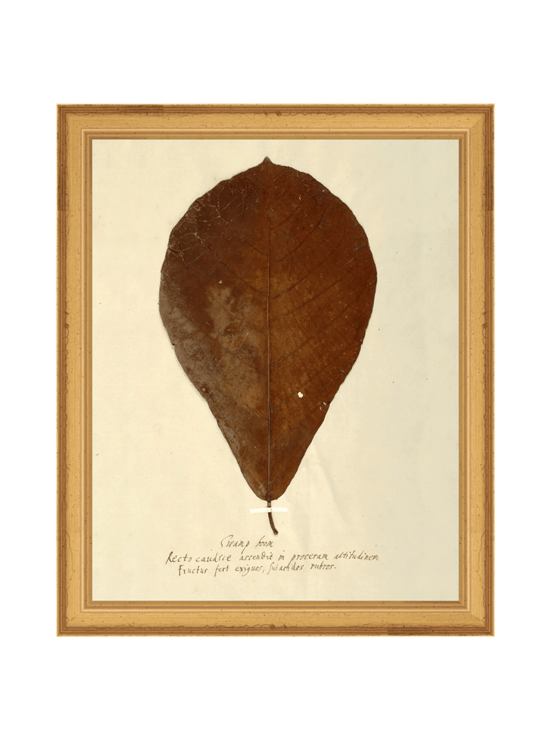 Herbarium X - HJART0334 - GLD - 8x10