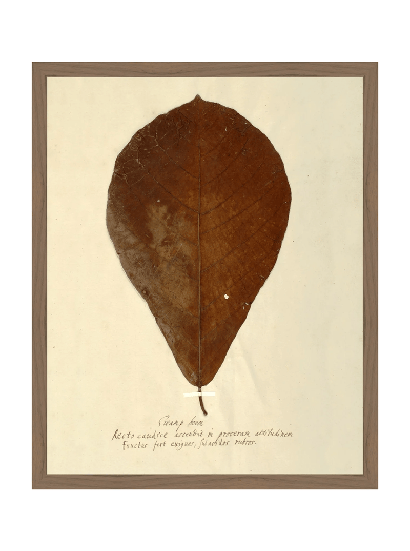 Herbarium X - HJART0334 - WAL - 16x20
