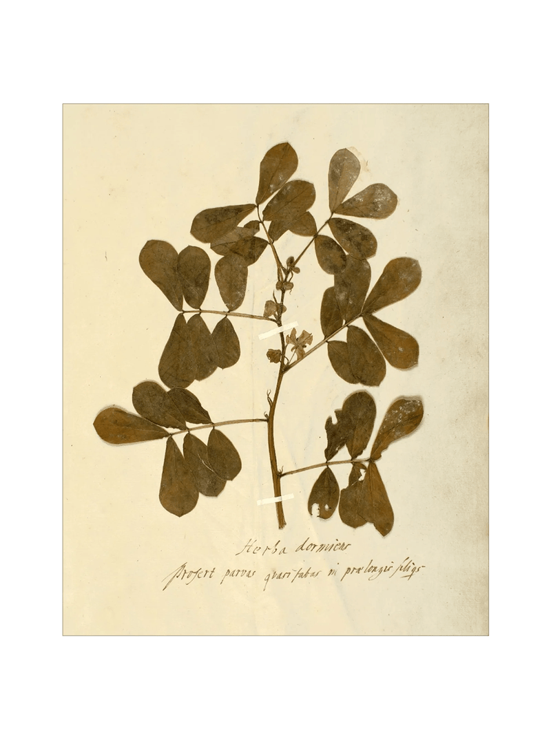 Herbarium XI - HJART0317 - UF - 8x10