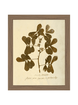 Herbarium XI - HJART0317 - WAL - 8x10