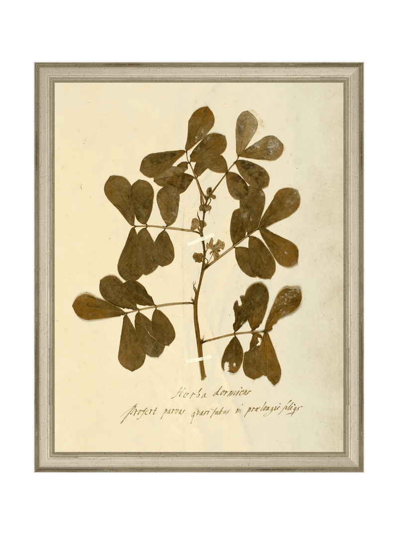 Herbarium XI - HJART0317 - SLV - 11x14