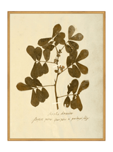 Herbarium XI - HJART0317 - GLD - 30x40