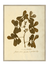 Herbarium XI - HJART0317 - SLV - 30x40