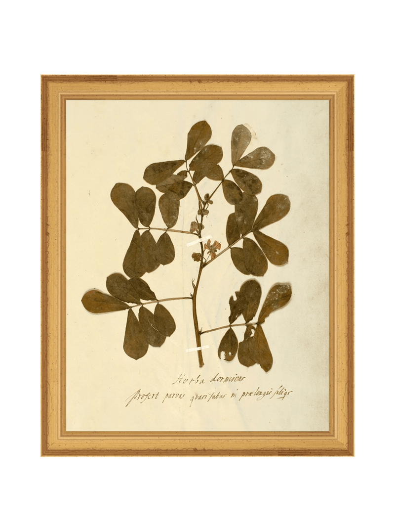 Herbarium XI - HJART0317 - GLD - 8x10