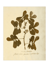 Herbarium XI - HJART0317 - UF - 30x40