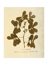 Herbarium XI - HJART0317 - UF - 24x30