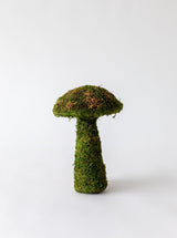 Moss Mushrooms - HJDCR0358 - S