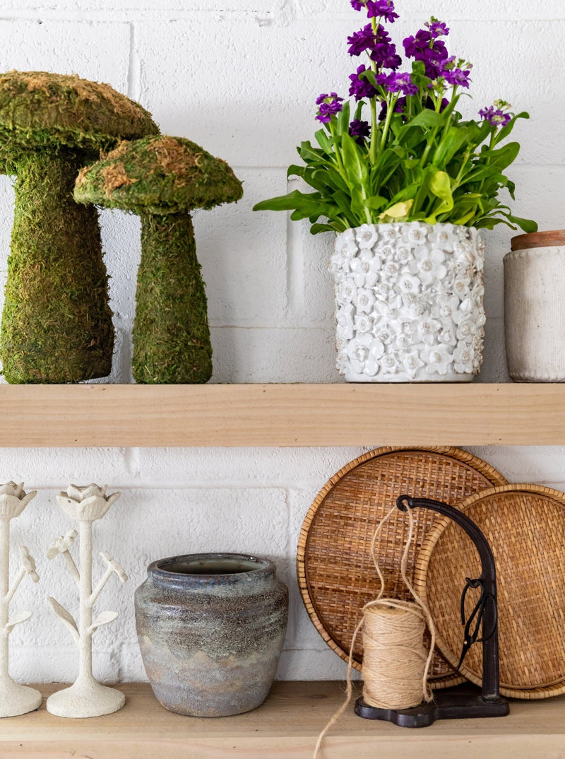 Moss Mushrooms - HJDCR0358 - SET