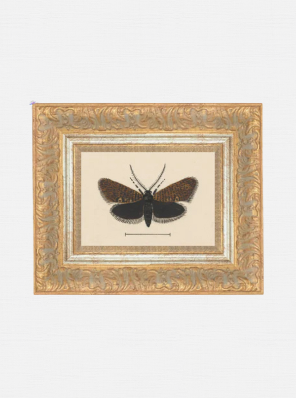 Moth