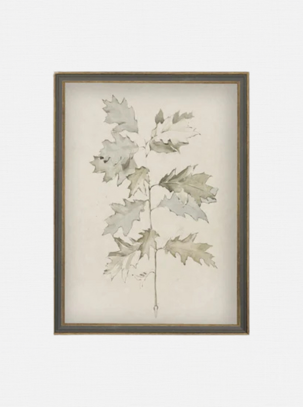 Oak Leaves