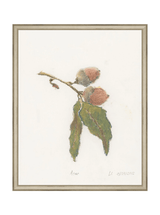 Pastel Acorn - HJART0316 - SLV - 16x20