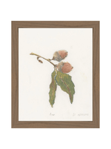 Pastel Acorn - HJART0316 - WAL - 8x10