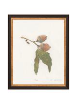Pastel Acorn - HJART0316 - BKG - 8x10