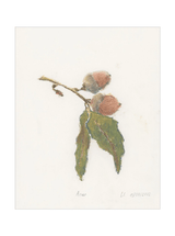 Pastel Acorn - HJART0316 - UF - 16x20