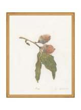 Pastel Acorn - HJART0316 - GLD - 16x20