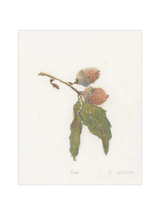 Pastel Acorn - HJART0316 - UF - 8x10