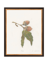 Pastel Acorn - HJART0316 - BKG - 11x14