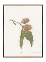 Pastel Acorn - HJART0316 - BKG - 30x40