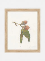 Pastel Acorn - HJART0316 - OAK - 8x10