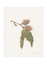 Pastel Acorn - HJART0316 - UF - 24x30
