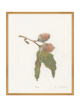 Pastel Acorn - HJART0316 - GLD - 24x30