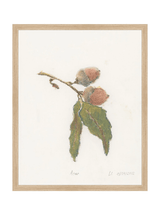 Pastel Acorn - HJART0316 - OAK - 16x20