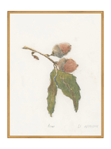 Pastel Acorn - HJART0316 - GLD - 30x40