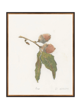 Pastel Acorn - HJART0316 - BKG - 24x30