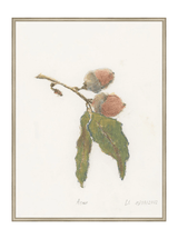 Pastel Acorn - HJART0316 - SLV - 30x40