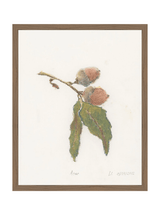 Pastel Acorn - HJART0316 - WAL - 16x20