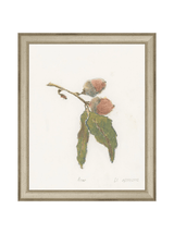 Pastel Acorn - HJART0316 - SLV - 8x10