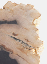 Petrified Wood Slab - HJDCR0424 - DRK