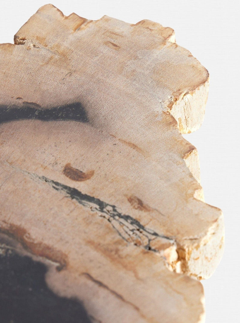 Petrified Wood Slab - HJDCR0424 - DRK