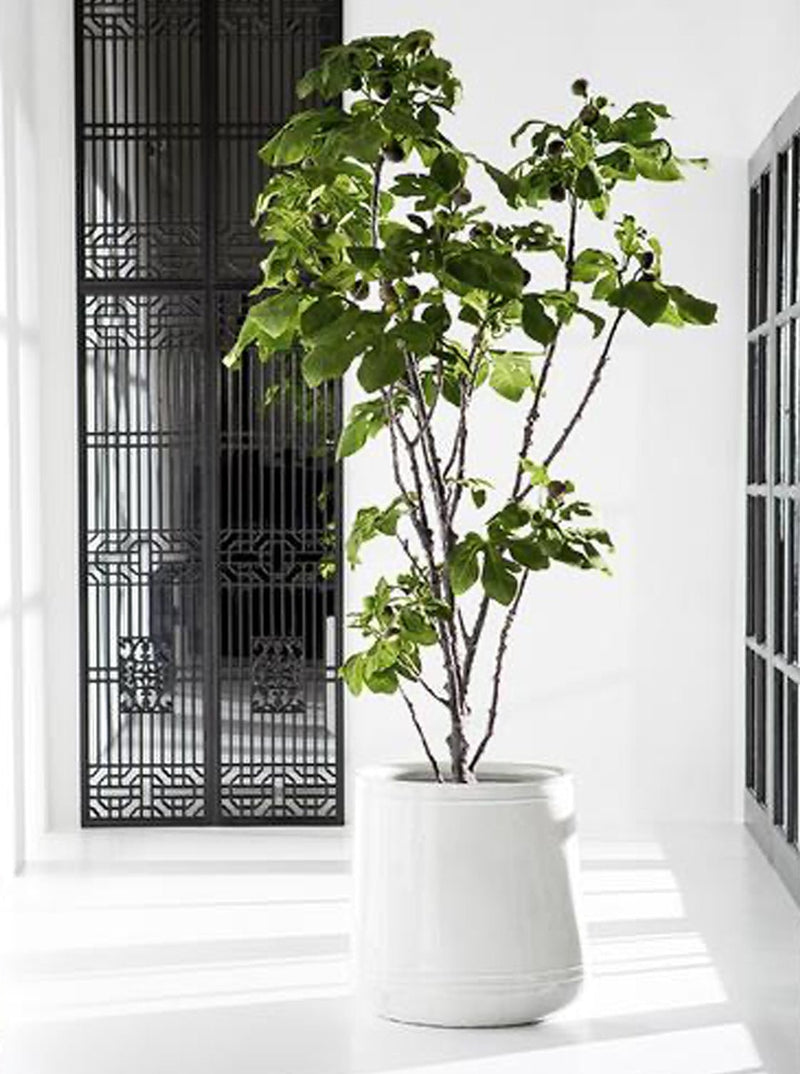 fig tree potted plant Potted 93" Faux Fig Tree – House of Jade Home