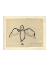 Sea Raven Sketch - HJART0191 - UF - 8x10