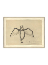Sea Raven Sketch - HJART0191 - SIL - 30x40