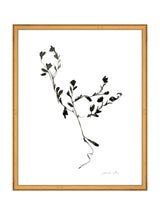 Botanical Sketch