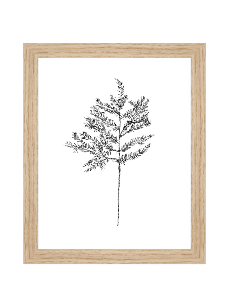 Winter Foliage Sketch II - HJART0332 - OAK - 8x10